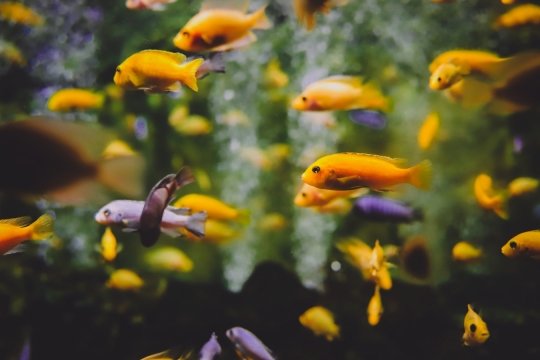 How Useful Are Aquariums For Your Mental Health