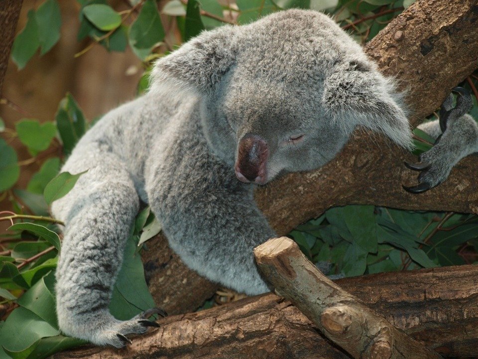 Lazy Koala Bear