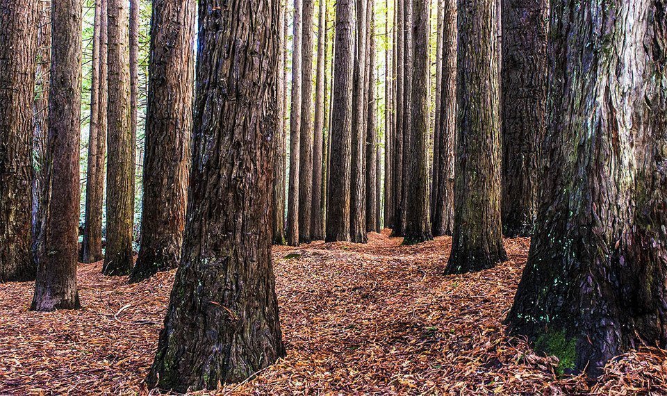 Redwood Forest Trees in Australia