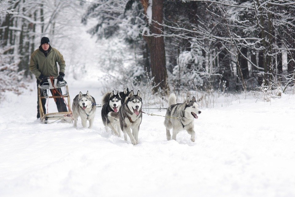 Dog Sledding with Siberian Huskies in Finland