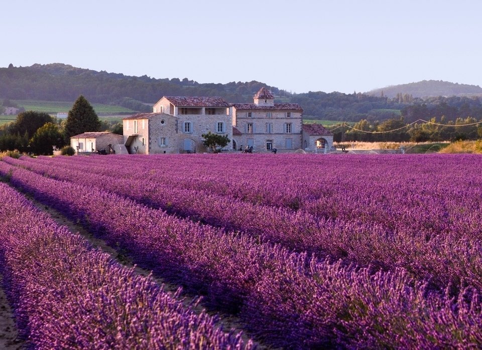 Lavender Fields in Provence, France