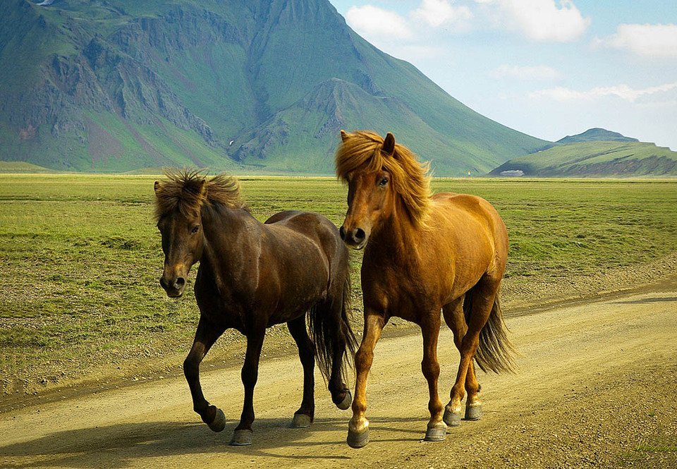 Horses in Landmannalaugar