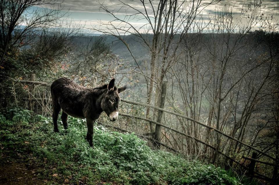 Donkey in the way to Civita di Bagnoregio