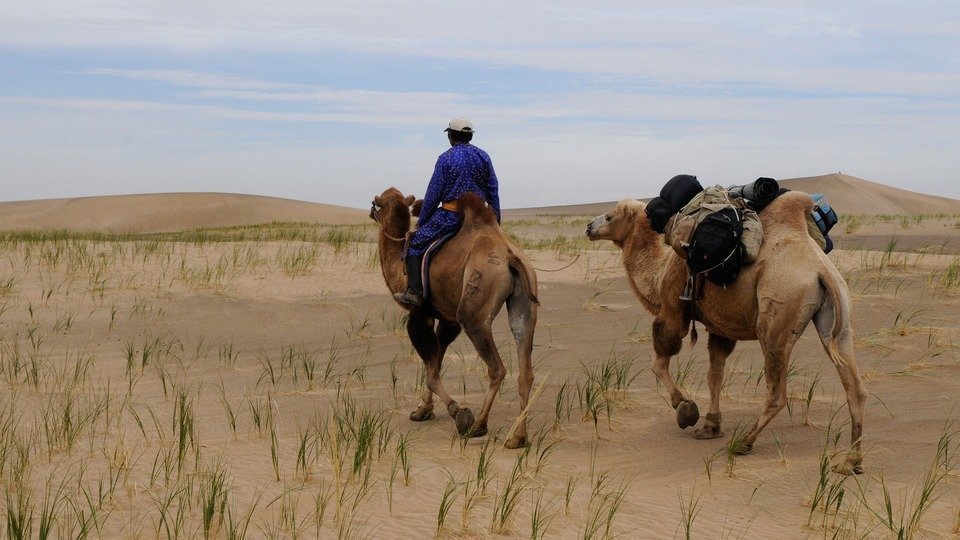 The Gobi Desert in Mongolia with Camels