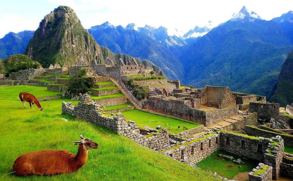 machu Picchu Lamas